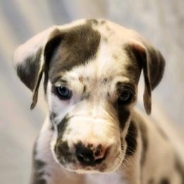 Great Danes from Dusty Dream Danes