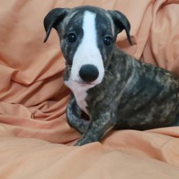 Whippet Puppies from Whippets of Astora