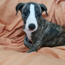 Whippet Puppies from Whippets of Astora