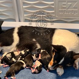 Ava - Black and tan female American Corgi puppy in Hico, Texas from Chisholm Trail Kennels