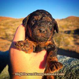 Miss Candy - Black phantom female Aussiedoodle puppy in Dolan Springs, Arizona from High Desert Companions