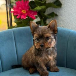 Juniper - Gold male Yorkshire Terrier puppy in Cape Coral, Florida from Katherine’s Yorkies and Poodles