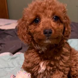 Zoey - Apricot female Goldendoodle puppy in Centralia, Missouri from Oodles Of Doodles Mo.