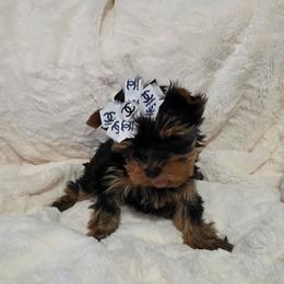 Tulip - Black and gold female Yorkshire Terrier puppy in Salem, Missouri from Tiny Tot Yorkies