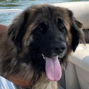 Clara - Leonberger