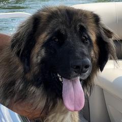 Clara - Leonberger