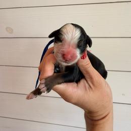 Forky - Tri-color male Bernese Mountain Dog puppy in Fort Meade, Florida from Baldwin Dood Ranch