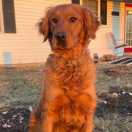 Dice - Golden Retriever