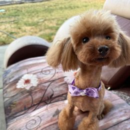 Koritza - Red  female Poodle puppy in California from Yorkie & Maltese Royalty