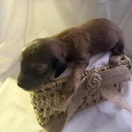 Mason - Chocolate and tan male Dachshund puppy in Brockport, New York from Ryans Nursery/Ryan's Dachshunds
