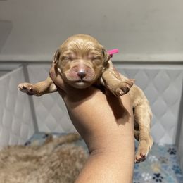 Bernedoodle and Goldendoodle Puppies from Lyon and Luna Goldendoodles Bernedoodles