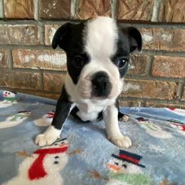 Luna AKC - Black brindle and white female Boston Terrier puppy in Imperial, Missouri from Boston Kup Breeders