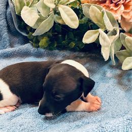 Boy 4 - Black male Italian Greyhound puppy in North Carolina from Celtic Sighthounds