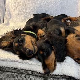 Dachshund Puppies from Miniature Dreams Dachshunds