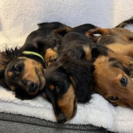 Dachshund Puppies from Miniature Dreams Dachshunds