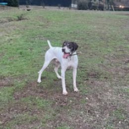 Ramses - German Shorthaired Pointer
