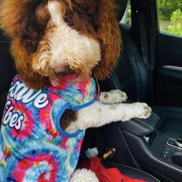 Goldendoodle Puppies from Labradoodleday