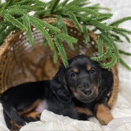 Dachshund Puppies from Down The Hill Potterdale