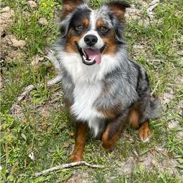 Australian Cattle Dog, Australian Shepherd, Companion Cross, and Miniature Australian Shepherd Puppies from MK Aussies