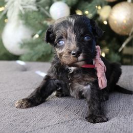 Chocolate silk - female Australian Mountain Doodle puppy in Murray, Utah from Sun Valley Doodles
