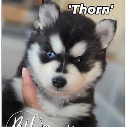 Thorn - Black and white male Pomsky puppy in Norfolk, Virginia from 'Brick'House Couture Pomskies