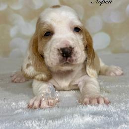 Aspen - Red and white female Basset Hound puppy in Dingess, West Virginia from Tuckers' Howling Hounds