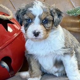 Kris - Blue merle male Aussiedoodle puppy in Burbank, Ohio from Berns & Doodles