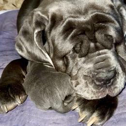 Neapolitan Mastiff Puppies from San Diego Mastiff