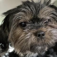 Goldendoodles and Shorkies from Doodle Paradise