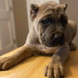 Cane Corso and French Bulldogs from Elite Kennels