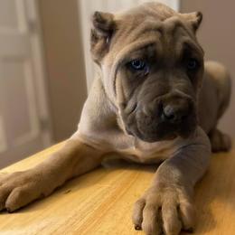 Cane Corso and French Bulldogs from Elite Kennels