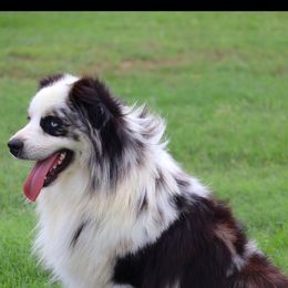 Tuffy - Australian Shepherd
