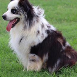 Tuffy - Australian Shepherd