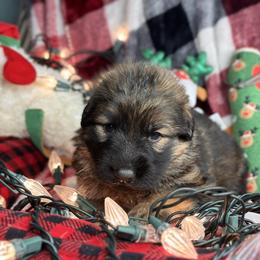Xero - Grey - Black and red male German Shepherd puppy in Iola, Wisconsin from DeFelice's German Shepherds