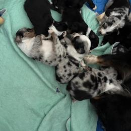 Boy2 - Blue merle male Miniature Australian Shepherd puppy in Port Saint Lucie, Florida from Charlene Brannon's Mini Australian Shepherds