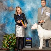 Dogo Argentinos and French Bulldogs from El Riachuelo Dogo Argentino
