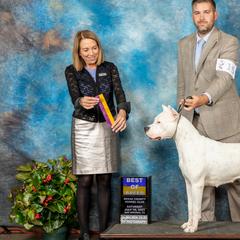 Dogo Argentinos and French Bulldogs from El Riachuelo Dogo Argentino