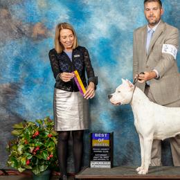 Dogo Argentinos and French Bulldogs from El Riachuelo Dogo Argentino