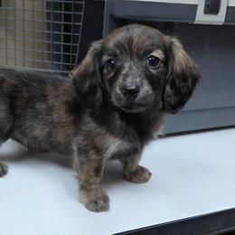 Cream brindle - Brindle female Dachshund puppy in Ashford, Alabama from Circle City Dachshunds