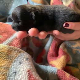 Pomeranian Puppies from Paradise Point Pomeranians