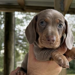 Dachshunds from The Doxie Box