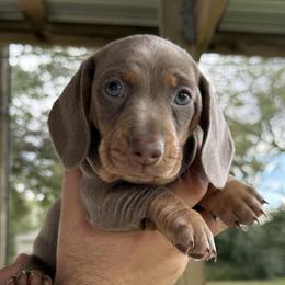 Dachshunds from The Doxie Box