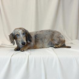 Buddy - Dachshund