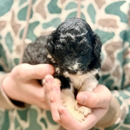 Flora - Black and white female Aussiedoodle puppy in Eastman, Georgia from Dood B Ranch