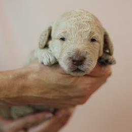 TinMan - Cream male Goldendoodle puppy in Pleasant Grove, Utah from Canterbury Canines