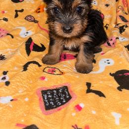 Dory 2500 - Black and tan female Yorkshire Terrier puppy in Gastonia, North Carolina from Banks Dynasty Kennel