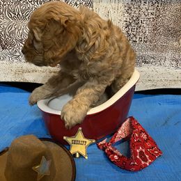 Cockapoo Puppies from Country J Canines