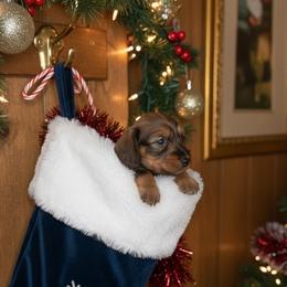 Elvis - Red male Dachshund puppy in Brazil, Indiana from King Duke Dachshunds