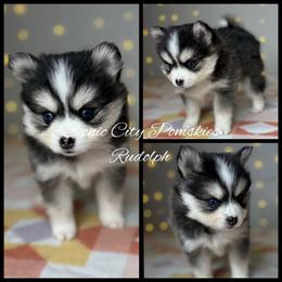 Rudolph - Black and white male Pomsky puppy in Rossville, Georgia from Scenic City Pomskies