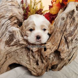 Blue Collar - Red and white male Cocker Spaniel puppy in Stanford, Kentucky from Eagle Cliff Kennel